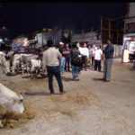 POURA NIRBAHI ADHIKARINKA DWARA GORUGAI O KUKURANKU KHADYA PRADANA – 2