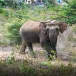 Danta Hati at Patakana