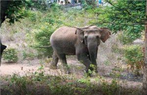 ପୁଣି ଦନ୍ତା ହାତୀ ଆତଙ୍କ, ନଷ୍ଟକଲା ରବି ଫସଲ