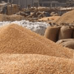 dhana – 8 qntl. required