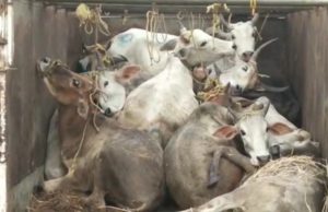 рммрнЗрмЖрмЗрмирнН рмЧрнЛрм░рнБ рммрнЛрмЭрнЗрмЗ рнирмЯрм┐ рмкрм┐рмХрнНтАМрмЕрмкрнН рмнрнНрнЯрм╛рмирнН рмЬрммрмд