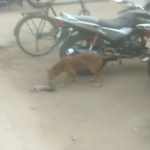 kukura muhan re nabajata shishu