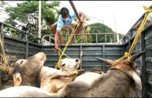 рнйрмЯрм┐ рм╖рмгрнНрмв рмирнЗрмЗ рмпрм╛рмЙрмерм┐рммрм╛ рмкрм┐рмХрнНтАМрмЕрмкрнН рмнрнНрнЯрм╛рмирнН рмЬрммрмд, рнз рм╖рмгрнНрмв рморнГрмд, рмЙрмдрнНрмдрнНрнЯрмХрнНрмд рм▓рнЛрмХрмЩрнНрмХ рм░рм╛рм╕рнНрмдрм╛рм░рнЛрмХ