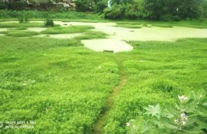 ରଣପୁର ସାନଫାସି ପୁଷ୍କରିଣୀ ଜଳ ପାଲଟିଲା ଜହର