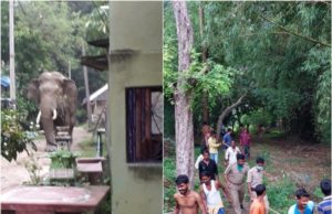 ଗାଁ ଭିରତକୁ ପଶିଆସିଲା ଦନ୍ତାହାତୀ : ଆତଙ୍କିତ ଗ୍ରାମବାସୀ