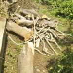 Tree cutting from Goverment Land (1)