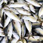 chemical fish