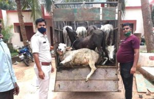 ରଣପୁର ପୋଲିସ ଦ୍ୱାରା ଗୋଚାଲାଣ ଗାଡି ଜବତ ଅଭିଯୁକ୍ତ ଡ୍ରାଇଭର ଗିରଫ