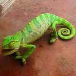 Endua