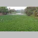 SALANDI