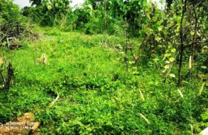 ରଣପୁର ବ୍ଲକ ଜୀବିକା ମିଶନ ମହିଳା ଗୋଷ୍ଠୀ ର ମୋ ବଗିଚା ଯୋଜନା ଫେଲ୍