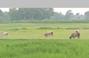 ସାଲେପୁର :ବର୍ଷା ନାହିଁ କି କେନାଲରେ ପାଣି ନାହିଁ, ଅଞ୍ଚଳରେ ମରୁଡିର ପଦଧ୍ଵନି