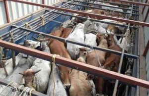 ଗୋରୁ ଗାଡି ଜବତ; ୬୦ ଗୋରୁ ଉଦ୍ଧାର