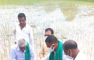 ଓଡିଆ ପୁଅ ରଣପୁର ବିଧାୟକ ଙ୍କ ଧାନ ଜମି ରେ ପିଠା ପୋତା