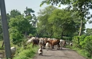 ରାସ୍ତା ପାଲଟିଛି ଗୋରୁଗାଈଙ୍କ ଆଶ୍ରୟସ୍ଥଳୀ