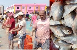 ବୋଟ୍ରେ ପଡିଲା ୫ଟନ ଇଲା ମାଛ