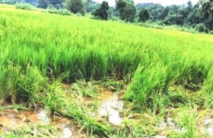 ବନ ବିଭାଗ କୁମ୍ଭକର୍ଣ୍ଣ ନିଦ୍ରାରେ ହାତୀ ଖାଇଗଲେ ଧାନ