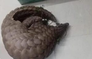 ବଜ୍ରକାପ୍ତା ଚୋରା ଚାଲାଣ ନେଇ ଦୁଇ ଅଭିଯୁକ୍ତ ଗିରଫ, ଜଣେ ଫେରାର