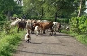 ବୁଲା ଗୋରୁଙ୍କ ଯୋଗୁଁ ଦୁର୍ଘଟଣା