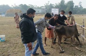 ଆଦାନୀ ଧାମରା ବନ୍ଦର ପକ୍ଷରୁ ପ୍ରାଣୀଧନ ଚିକିତ୍ସା ଶିବିର