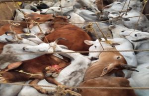 ୪୬ ଗୋରୁ ଓ ଗାଡି ଜବତ, ଚାଳକ ଗିରଫ