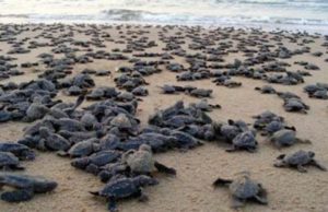 ଓଡ଼ିଶାରେ ଅଲିଭ ରିଡ଼ଲେ ସାମୁଦ୍ରିକ କଇଁଛଙ୍କ ବ୍ୟାପକ ଟ୍ୟାଗିଂ ଓ ଅଧ୍ୟୟନ କାର୍ଯ୍ୟ ଜାରି