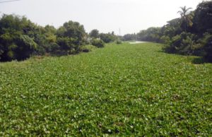 ଶ୍ରୀହୀନ ହେଉଛି ଭଦ୍ରକର ଲାଇଫ ଲାଇନ୍, ସୁରକ୍ଷା ପାଇଁ ମାଷ୍ଟର ପ୍ଲାନ ଲୋଡ଼ା