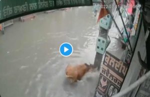 କରେଣ୍ଟ ଲାଗିବାରୁ ଛଟପଟ ହେଲା ଗାଈ, ଏପରି ଉଦ୍ଧାର କଲେ ବ୍ୟବସାୟୀ, ମାନବତାର ଉଦାହରଣ, ଭିଡ଼ିଓ