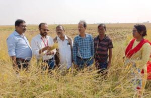 ଧାନଗଛ ପରିବର୍ତ୍ତେ ଚାଷଜମିରେ ବାଳୁଙ୍ଗା ଭୟ, ସେକ୍ରେଟାରୀଙ୍କ ତଦନ୍ତ ନିର୍ଦ୍ଦେଶ ପରେ ବିଶେଷଜ୍ଞ ଦଳଙ୍କ ପରିଦର୍ଶନ