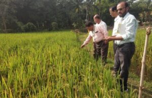 କୃଷି ବିଭାଗ ପକ୍ଷରୁ ରୋଗପୋକ ନିୟନ୍ତ୍ରଣ ପାଇଁ କ୍ଷେତ୍ରୀୟ ପରିଦର୍ଶନ କଲେ ଅନୁଧ୍ୟାନକାରୀ ଦଳ