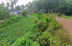 ବର୍ଷା ନହେବାରୁ କ୍ଷତିଗ୍ରସ୍ତ ହେବ ଧାନଚାଷ, ଦଶମୌଜା କେନାଲ ସଂସ୍କାର ହୋଇ ନଥିବାରୁ ମାଡ଼ି ପାରୁନି ପାଣି