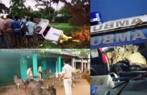 ପିକଅପ୍ ଭ୍ୟାନ୍ ଓଲଟି ଡ୍ରାଇଭର ସମେତ ୩ ଗୋରୁ ମୃତ, ୩୦ରୁ ଉର୍ଦ୍ଧ୍ୱ ଗୋରୁ ଉଦ୍ଧାର