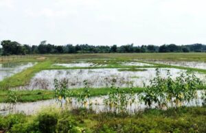 рммрмдрнБрм░рм┐ рмдрм│рм┐ рмкрм╛рмЗрмБ рммрм╛рмзрмХ рм╕рм╛рмЬрм┐рмЫрм┐ рмЕрмдрнНрнЯрмзрм┐рмХ рммрм░рнНрм╖рм╛, рмЦрм░рм┐рмл рмЪрм╛рм╖рм░ рмнрммрм┐рм╖рнНрнЯрмдрмХрнБ рмирнЗрмЗ рмЖрм╢рмЩрнНрмХрм╛рм░рнЗ рмЪрм╛рм╖рнА