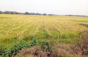 ଭଦ୍ରକ ଜିଲାରେ ଚାଷ ହୋଇଛି ୨,୮୭୧ ହେକ୍ଟର ଜମି