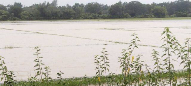 DHANA TALI BILA RE PANI