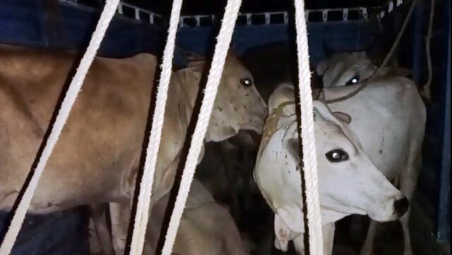 16 GORU UDHAR, GO MAFIA FERAR