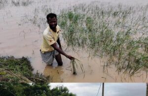 ବୈତରଣୀ ନଦୀରେ ବନ୍ୟାଜଳ କମୁଛୁ ; ଚାଷୀଙ୍କ ଦୁର୍ଦ୍ଦଶା ବଢୁଛି, ୪ ପଂଚାୟତର ୪ଦିନ ହେଲା ଗାଁ ଦାଣ୍ଡରେ ବନ୍ଧା ହୋଇ ରହିଛନ୍ତି ଶହଶହ ଗୋରୁ