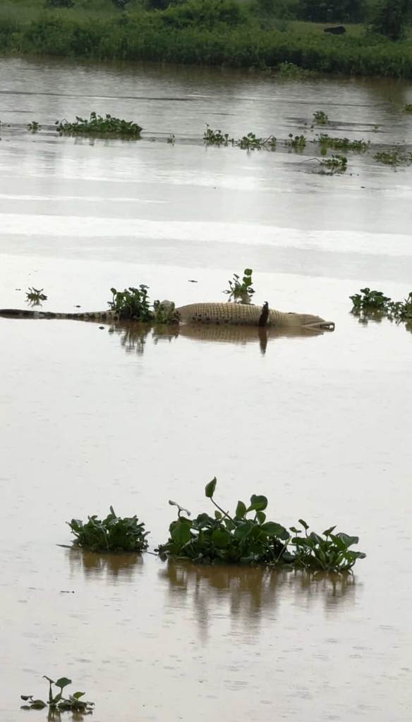 CHANDBALI BAITARANI NADIRE KUMBHIRA THABA