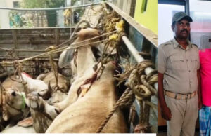 рмЧрнЛ рморм╛рмлрм┐рмЖрмЩрнНрмХрнБ рм╕рнБрм░рмХрнНрм╖рм╛ рмжрнЗрмЗ рморм╣рм┐рм│рм╛ рмкрнБрм▓рм┐рм╕рнНтАМрмЩрнНрмХрнБ рмЕрмкрморм╛рмирм┐рмд рмЕрмнрм┐рмпрнЛрмЧрм░рнЗ рнирнк рмирмВ рн▒рм╛рм░рнНрмбрм╝рм░ рмХрм╛рмЙрмирм╕рм┐рм▓рм░ рмЧрм┐рм░рмл