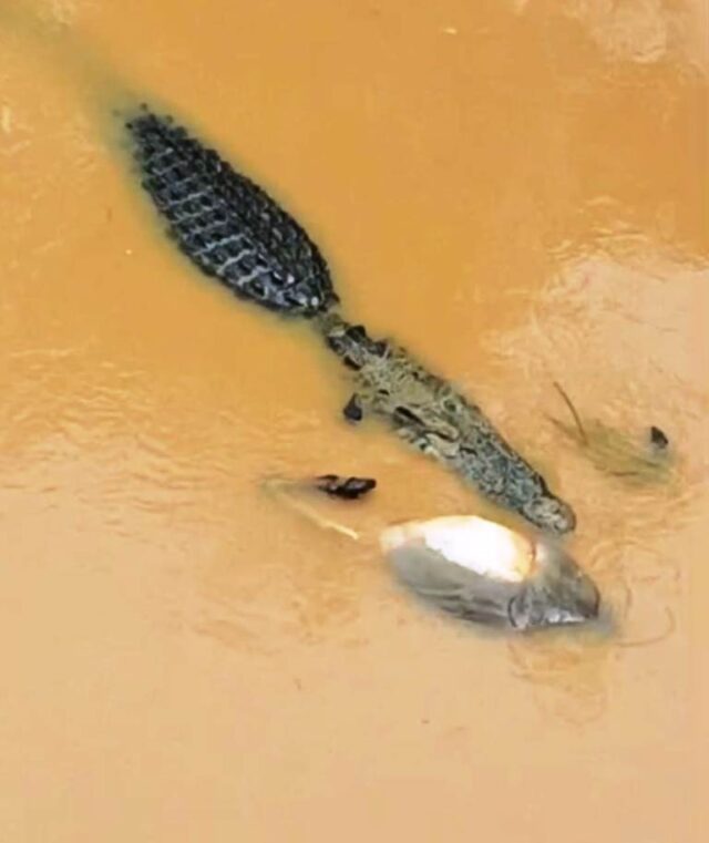 KUMBHIRA JHAMPI NELA GAI KU