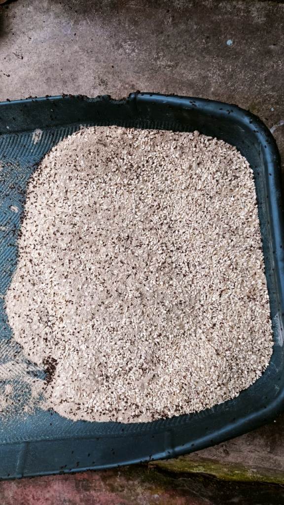 POKORA CHAULA KU BIRODH