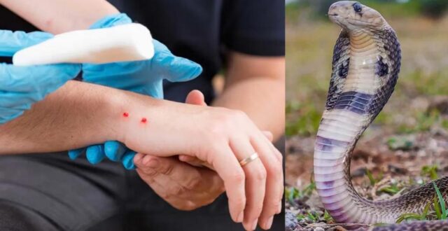 SAPA KAMUDARE GUNI GAREDI PARAMPARA