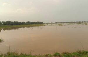ଧାମନଗରରେ ବନ୍ୟା ଜଳ କମିଛି ମାତ୍ର ଗ୍ରାମାଞ୍ଚଳ ରେ ବଢୁଛି ସମସ୍ୟା,ଏ ଯାଏ ପହଂଚିଲାନି ଗୋଖାଦ୍ୟ