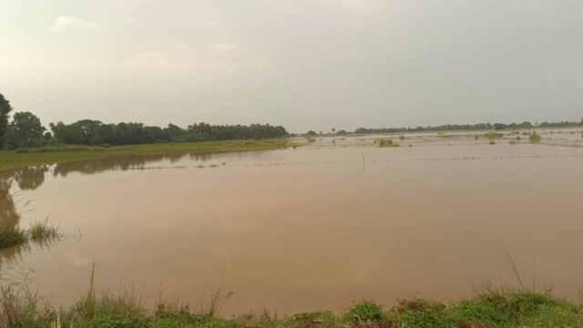 dhamnagar banyajala kamichhi