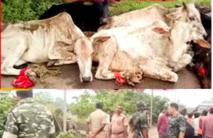 ଗୋରୁ ବୋଝେଇ ଗାଡିକୁ ଧରିଲେ ଗୋ ରକ୍ଷକ, ଘଟଣାସ୍ଥଳରେ ଉତେଜନା, ୧୨ ଗୋରୁ ଉଦ୍ଧାର