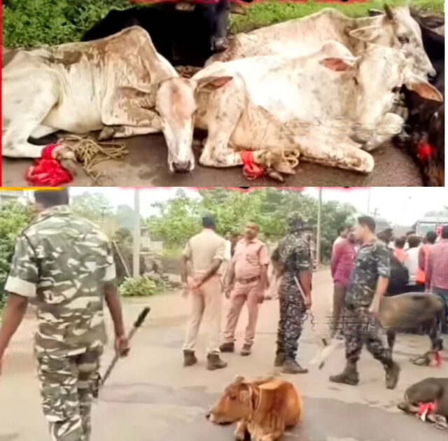 GORU BOJHEI GADI JABAT