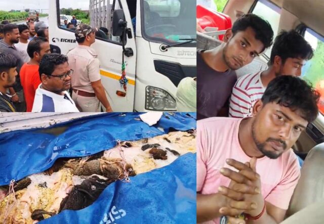 GORU MANSA BOJHEI TRUCK JABAT