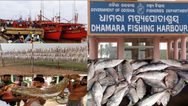 DHAMARA MASTYA POTASRAYA