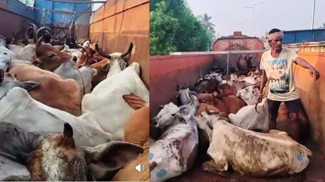 GORU BOJHEI TWO TRUCK SEIZED, 65 COW RESCUED