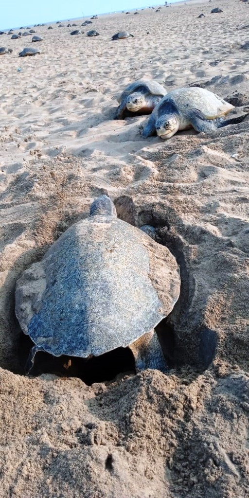 NOVEMBER 1 RU MACHADHARA BANDH - OLIVE RIDEL